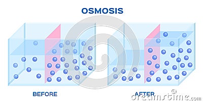 Osmosis infographic vector Vector Illustration