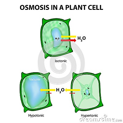 Osmosis in a Plant Cell Vector Illustration