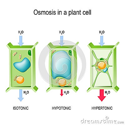 Osmosis in a plant cell Vector Illustration