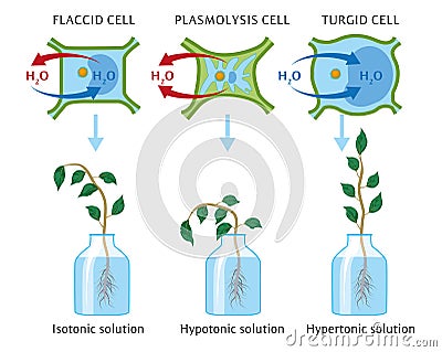 Osmosis in plant cells Vector Illustration