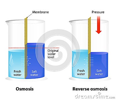 Osmosis and Reverse Osmosis Vector Illustration