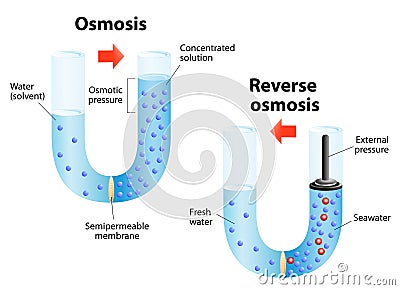 Osmosis and Reverse osmosis Vector Illustration