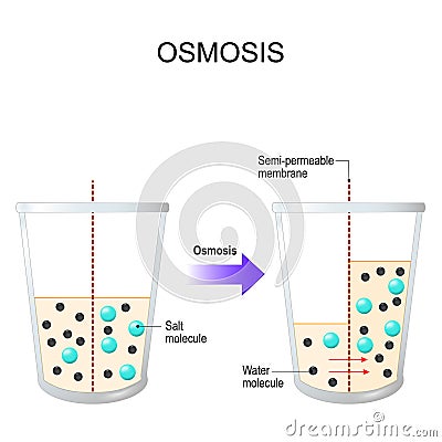 Osmosis. Water passing through a semi-permeable membrane Vector Illustration