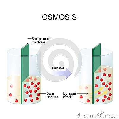Osmosis. Water passing through a semi-permeable membrane Vector Illustration
