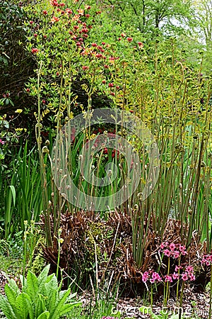 Osmunda regalis - Royal Fern & Darmera peltata - Indian rhubarb, Norfolk, England, UK Stock Photo