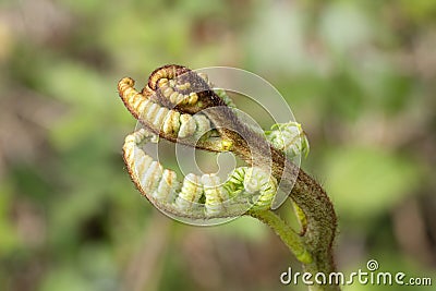 Osmunda regalis royal fern new fronds Stock Photo