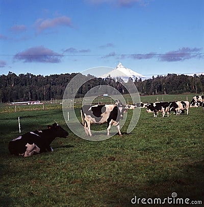 Osorno volcano,puntiagudo,region de los lagos,chile viux landscape field with cow Stock Photo