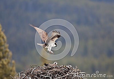 Osprey Stock Photo