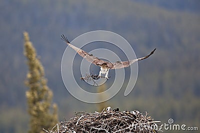 Osprey Stock Photo