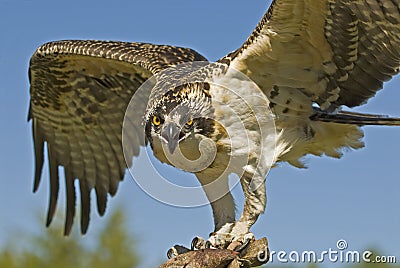 Osprey Stock Photo