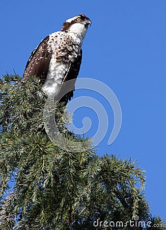 Osprey Stock Photo