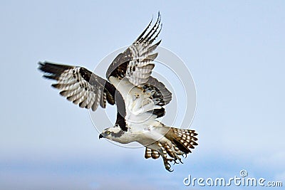 Osprey Stock Photo