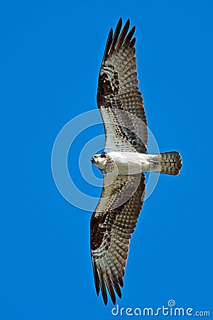 Osprey Stock Photo