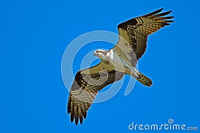 Osprey Stock Photo