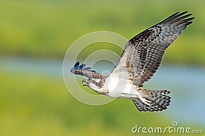 Osprey Stock Photo