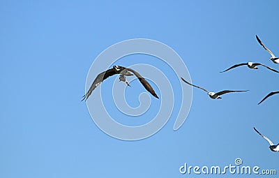 Osprey Hawk Chased By Gulls Stock Photo