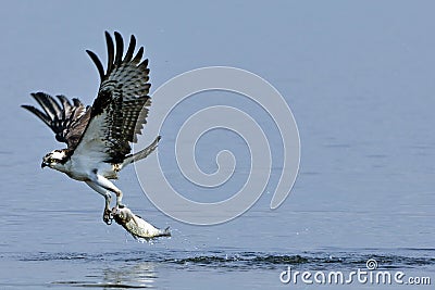 Osprey Carrying Fish Stock Photo