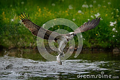 Osprey catching fish. Flying osprey with fish. Action scene with osprey in the nature water habitat. Osprey with fish in fly. Bird Stock Photo