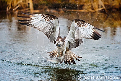 Osprey catching a fish Stock Photo