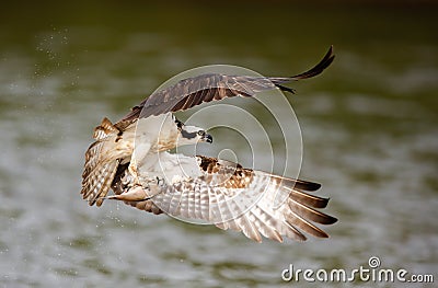 Osprey catching fish Stock Photo