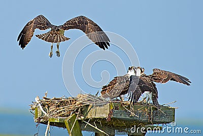 Osprey Chicks Stock Photo