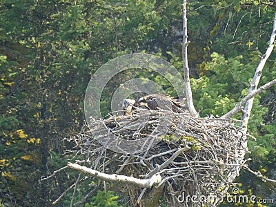 Osprey chicks on a nest feeding in yellowstone Stock Photo