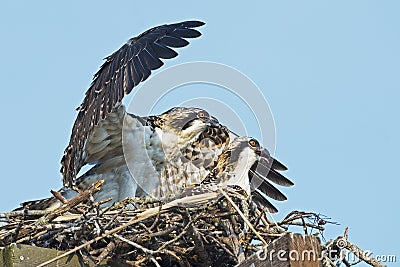 Osprey Chicks Stock Photo