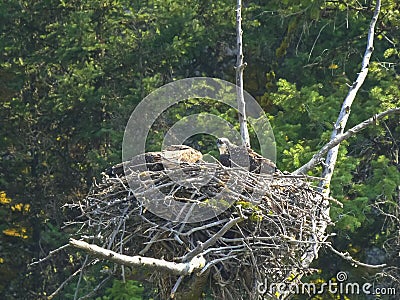 Osprey chicks on a nest looking around at yellowstone Stock Photo
