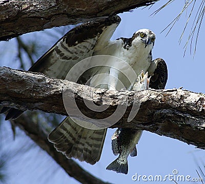 Osprey eating fish Stock Photo