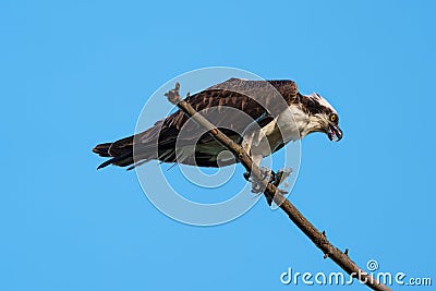 Osprey eating a fish at seaside Stock Photo