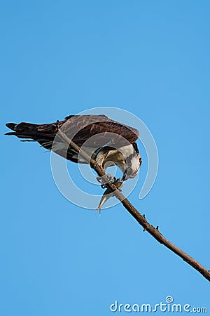 Osprey eating a fish at seaside Stock Photo