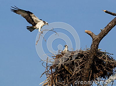 Osprey family building the nest. Stock Photo