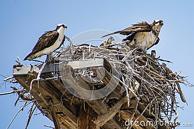 Osprey Family in Nest Stock Photo