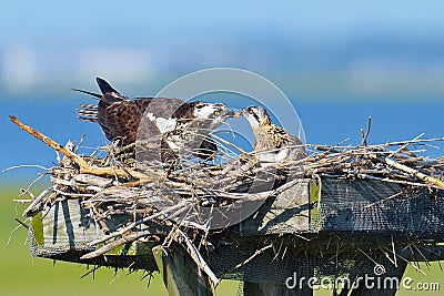 Osprey Feeding Chick Stock Photo