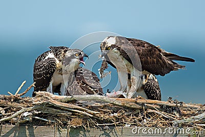 Osprey Stock Photo