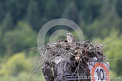 Osprey Feeding Chick in nest Stock Photo