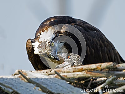 Osprey Feeding Chick Stock Photo