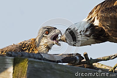 Osprey Feeding Chick Stock Photo