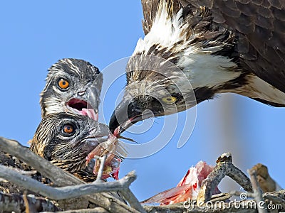 Osprey Feeding Chicks Stock Photo