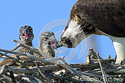 Osprey Feeding Chicks Stock Photo