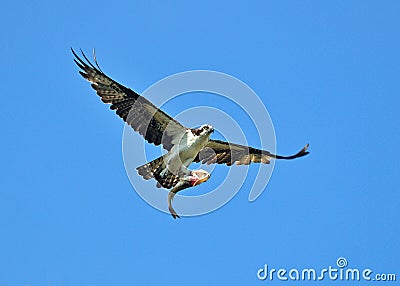 Osprey flying with a fish. Stock Photo