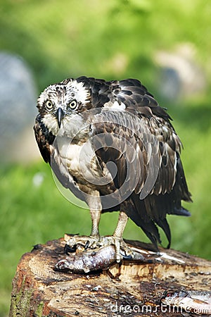 Osprey with fish Stock Photo