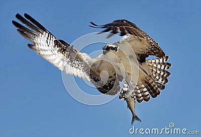 Osprey with fish Stock Photo