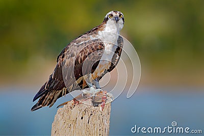 Osprey with fish. Bird of prey Osprey, Pandion haliaetus, feeding on caught fish, Peru. Wildlife scene from nature. Eagle with Stock Photo