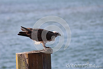 Osprey fish hawk with prey Stock Photo