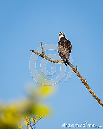 An Osprey, or fishhawk, hunts for prey Stock Photo