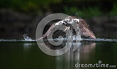 Osprey Fishing in Maine Stock Photo