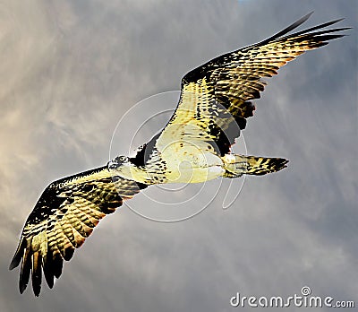 Osprey Flies Above the Boca Raton, Florida Coastline looking for a fresh catch. Stock Photo