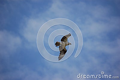 Osprey in Flight Stock Photo