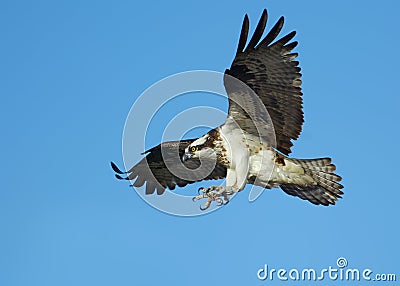 Osprey in flight Stock Photo